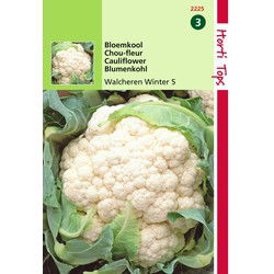 2 stuks - Bloemkool Walcheren Winter