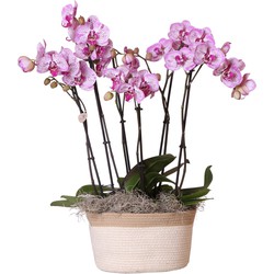 Kolibri Orchids | Complete Orchideeën set in Cotton Basket | drie Melody orchideeën in cotton schaal incl. watergeefsysteem - Ø30cm