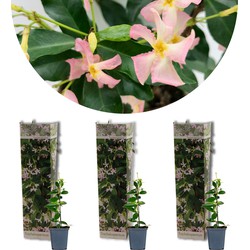 3x Trachelospermum &apos;Pink Showers&apos; - Toscaanse Jasmijn - Klimplant - Winterhard - ⌀9 cm - ↕15-20 cm
