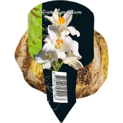 Lilium Candidum Organza met steeketiket bloembollen