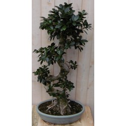 Kamerplant Bonsai Ficus 80 cm