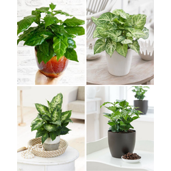 Combi deal - Keuzestress pakket (4x kleine planten)