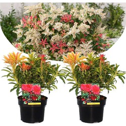 Pieris 'Forest Flame' - Set van 2 - Rotsheide - Pot 17cm - Hoogte 25-40cm