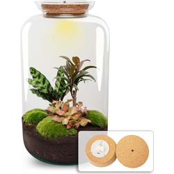 URBANJNGL - Planten terrarium - Sven XL Palm - Met verlichting in kurk - Ecosysteem plant - ↑ 37 cm