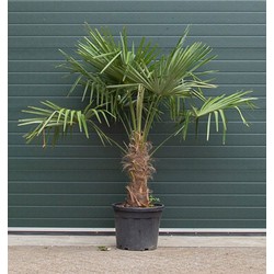 Chinese waaierpalm Trachycarpus Fortunei h 140 cm st. h 50 cm