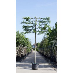 Zuil haagbeuk als leiboom Carpinus betulus Fastigiata h 270 cm st. omtrek 10 cm st. h 150 cm