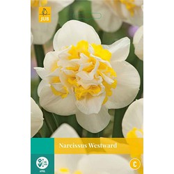 3 stuks - Narcissus Westward 4 bollen