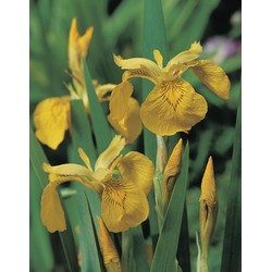 Gele lis Iris pseudacorus P9 - Moerings