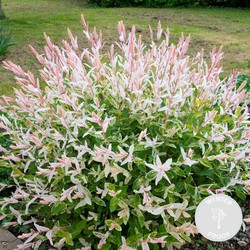 6x Salix Integra 'Hakuro-Nishiki' - Bonte wilg - Buitenplant  - Winterhard - ⌀9 cm -  ↕20-25 cm