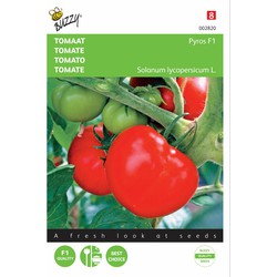 2 stuks - Saatgut Tomate Pyros F1 - Buzzy