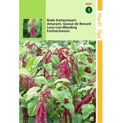 2 stuks - Amaranthus Caudatus Rood - Hortitops