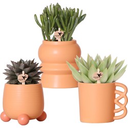 Kolibri Greens | Planten set - met 3 Succulenten mix - incl. keramieken sierpotten | potmaat Ø9cm