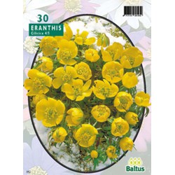 3 stuks - Eranthis Cilicica per 30 bloembollen