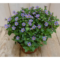Kamerplant Bitterblad Exacum Affine blauw paars - Warentuin Natuurlijk