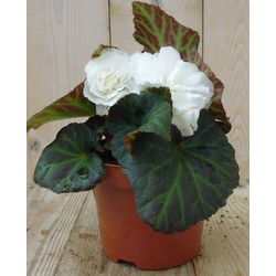 3 stuks! Knolbegonia wit