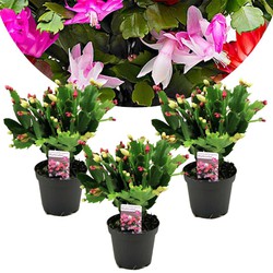 Schlumbergera Tricolor - Set van 3 - Kerstcactussen - Pot 9cm - Hoogte 15-25cm