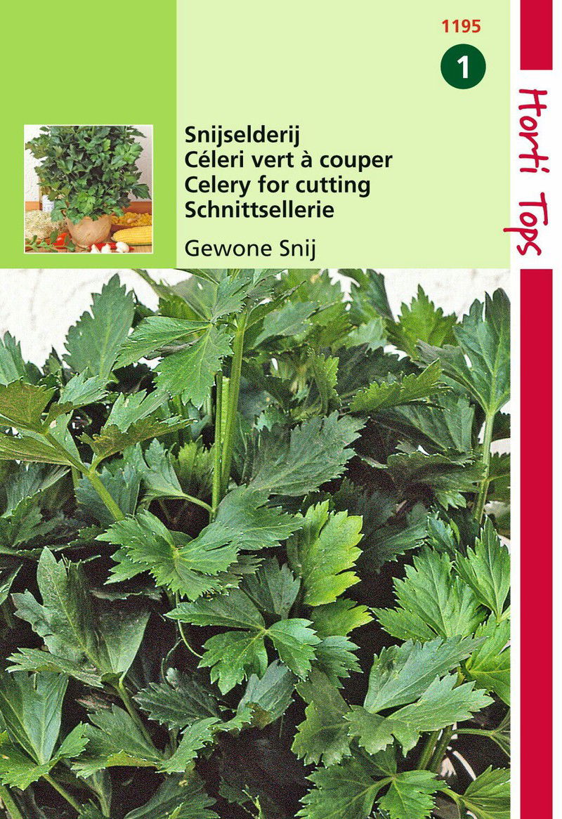 Selderij - 