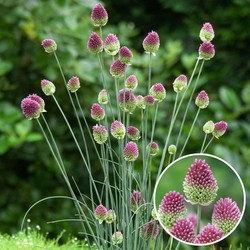 Allium Sphaerocephalon - x200 - Trommelstok - Bloembollen