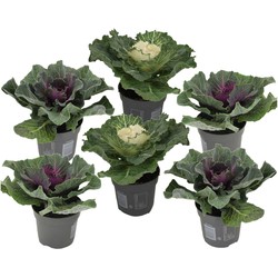 Brassica oleracea - Set van 6 stuks - Sierkool - Pot 10.5cm - Hoogte 10-20cm