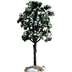 Balsam fir tree, large