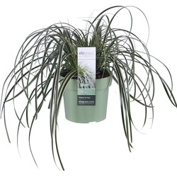 Hello Plants Carex Feather Falls Zegge - Siergras - Ø 19 cm - Hoogte: 40 cm