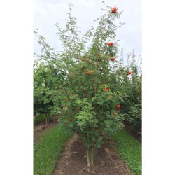 Lijsterbes meerstammig Sorbus aucuparia h 162,5 cm