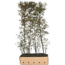 Amelanchier lamarckii