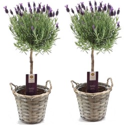 Lavandula stoechas 'Anouk' - Set van 2 - In mand - Pot 15cm - Hoogte 45-55cm