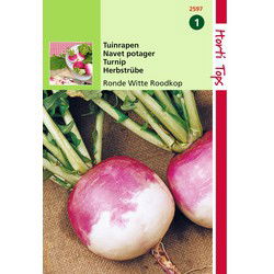 2 stuks - Rapen Ronde Witte Roodkop Nancy