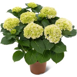 Kamerhortensia wit - ongestokt - masterpiece pure – 40cm hoog, ø14cm - bloeiende kamerplant - vers van de kwekerij