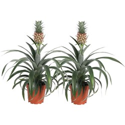 Ananasplant 'Mi Amigo' - Set van 2 - Kamerplant - Pot 12cm - Hoogte 35-45cm