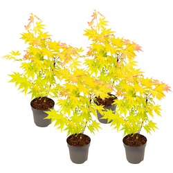Japanse Esdoorn - Set van 4 - Acer 'Orange Dream' - Hoogte 25-40cm - ⌀10,5cm