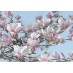 Komar fotobehang magnolia roze en blauw - 368 x 254 cm - 611003