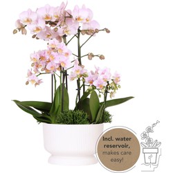 Kolibri Orchids | roze plantenset in Diabolo white dish incl. waterreservoir | drie roze orchideeën en drie groene planten | Field Bouquet roze met zelfvoorzienend waterreservoir