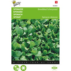 Spinat Breitblattspinat Scharfsamen Sommersamen - Buzzy