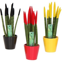 Sansevieria Cylindrica - Velvet Touch - Mix van 3 - Pot 9cm - Hoogte 20-40cm