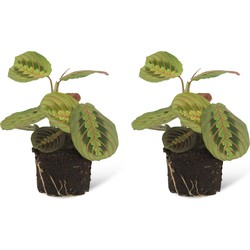 We Love Plants - Maranta Fascinator - 2 stuks - 20 cm hoog - Kleine kamerplant