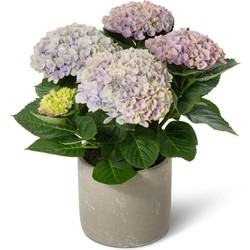 Hortensia Magical® Revolution blauw met sierpot