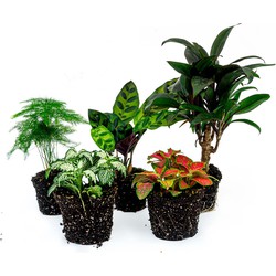 URBANJNGL - Terrariumplantenpakket Lancifolia - 5 planten - Palm - Calathea Lancifolia - Asperges - 2x Fittonia