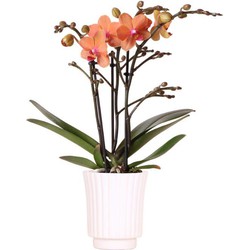 Kolibri Orchids | Oranje Phalaenopsis orchidee – Bolzano + Retro white – potmaat Ø9cm – 40cm hoog | bloeiende kamerplant in bloempot - vers van de kweker