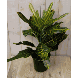 Kamerplant Croton 60 cm