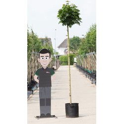 Groene bol esdoorn Acer pl. Globosum h 290 cm st. omtrek 16 cm st. h 220 cm