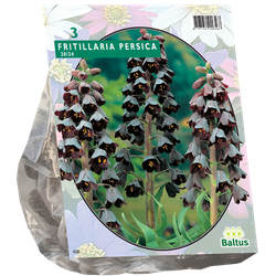 Fritillaria Persica per 3 bloembollen