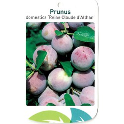 Prunus Domestica Reine Claude d Althan