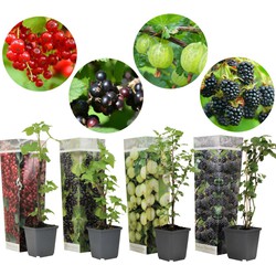 Bessenmix - Mix van 4 - Bessenplanten - Tuinplanten - Pot 9cm - Hoogte 25-40cm