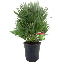 Chamaerops 'Vulcano' - Winterharde Dwergpalm - Pot 24cm - Hoogte 45-55cm