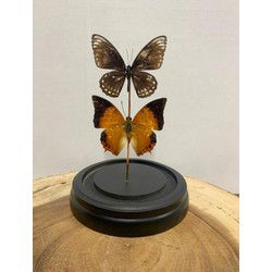 Opgezette Vlinders in Stolp - Vlinder In Glazen Stolp - Vlinderstolp Glas - Bruin - 12 x 12 x 20 cm