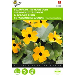 2 stuks - Saatgut Thunbergia Suzanne-mit-den-schönen-Augen - Buzzy