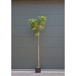 Perzische slaapboom Albizia julibrissin h 240 cm st. h 190 cm