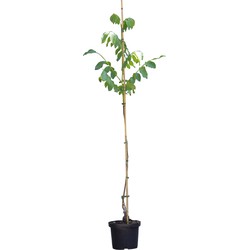 Walnotenboom Lange van Lod Juglans regia Lange van Lod h 187,5 cm st. omtrek 2 cm